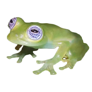 🐸 カエル, 動物, 野生動物, 両生類, 自然, 緑, 熱帯 telegram sticker