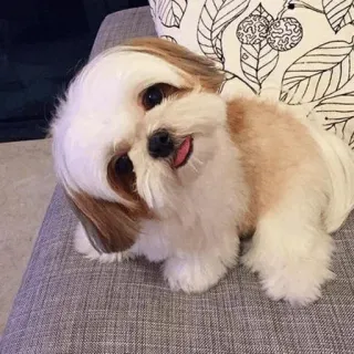 🏙 Hund, Haustier, süß, Tier, Shih Tzu whatsapp sticker