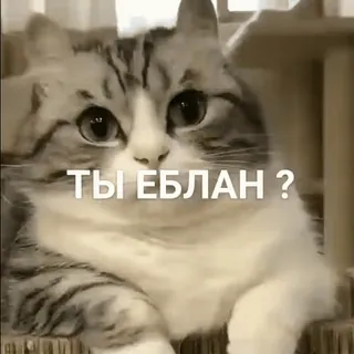 ☹️ ТЫ ЕБЛАН ? Katze, Beleidigung, Anstößig, Russische Sprache, Meme telegram sticker