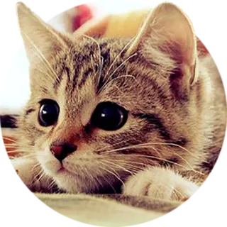 😞 cat, kitten, cute, animal, pet, feline telegram sticker