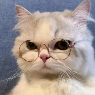 🖤 kot, okulary, zwierzę, zwierzę domowe, kotowaty, biały kot telegram sticker