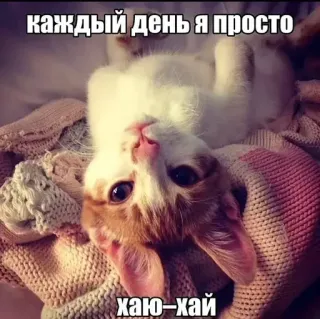 👋 каждый день я просто 
хаю-хай 고양이, 귀여운, 웃긴, 밈 telegram sticker