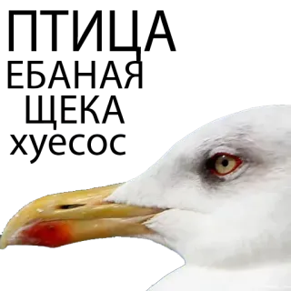 😅 mòng biển, chim, động vật, biển, trắng, thiên nhiên telegram sticker