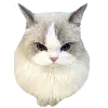 😠