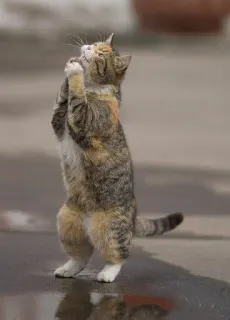 🙏 gatto, elemosinare, in piedi, animale, animale domestico telegram sticker