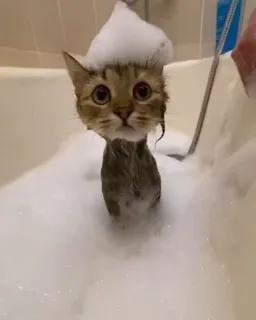 🥱 Katze, Kätzchen, Bad, Seifenblasen, süß, Tier, Hauskatze telegram sticker