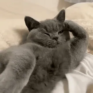 💕 chat, mignon, animal, domestique, gris, animal de compagnie, détendu whatsapp sticker