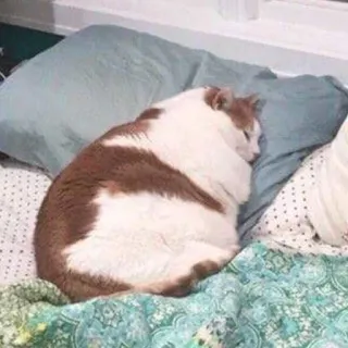 😴 kot, sen, zwierzę, zwierzak, łóżko, słodki telegram sticker