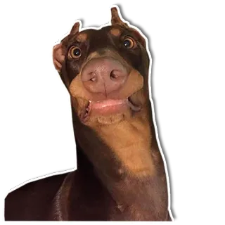😯 chien, animal, mignon, drôle telegram sticker