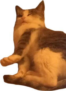 🙅‍♂️ cat, pet, animal, feline, domestic cat, mammal telegram sticker