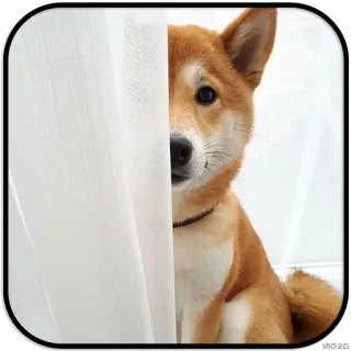 👀 dog, shiba inu, cute, pet, animal telegram sticker