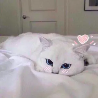 😻 кот, белый кот, милый, животное, питомец, голубые глаза, сердце telegram sticker