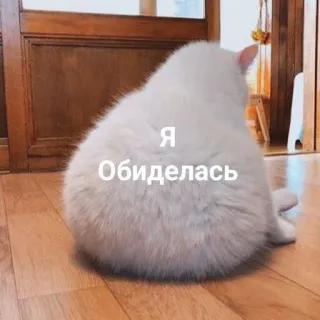 😡 Я
Обиделась kucing, lucu, hewan, peliharaan, marah telegram sticker
