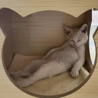 💘 Katze, Kätzchen, Haustier, Tier, ausruhen, schläfrig, süß, gemütlich telegram sticker
