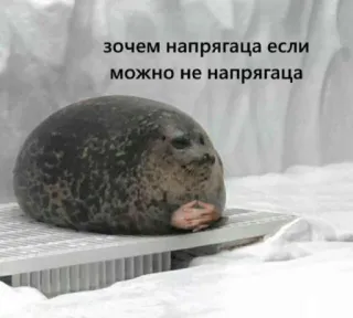 🤕 wednesday seal зочем напрягаца если можно не напрягаца telegram sticker