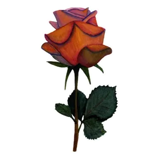 🌹 rosa, flor, planta, rosa naranja, florecer whatsapp sticker