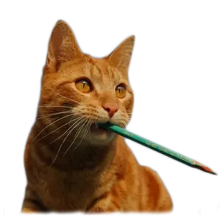 🤓 gato, lápiz, animal, gato naranja, mascota, escritura whatsapp sticker