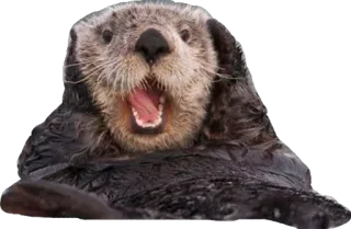 😱 nutria, animal, mono, nutria marina, mamífero, fauna telegram sticker