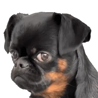🐶 犬, 動物, ペット, ブリュッセルグリフォン, かわいい, 子犬 telegram sticker
