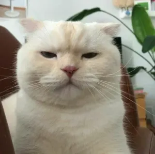 😾 kucing, kucing putih, scottish fold, hewan peliharaan, binatang, hewan domestik telegram sticker