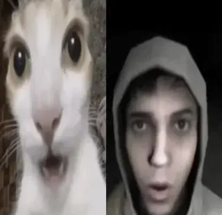 😶 gato, meme, gracioso, animal, persona, retrato telegram sticker