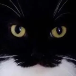 😐 cat, tuxedo cat, pet, animal, black and white, eyes whatsapp sticker