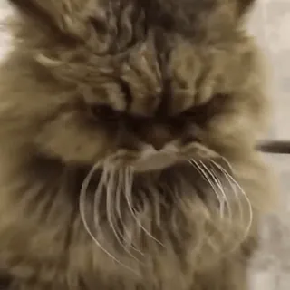 😾 mèo, mèo Ba Tư, dễ thương, hài hước, thú cưng, động vật, meme telegram sticker