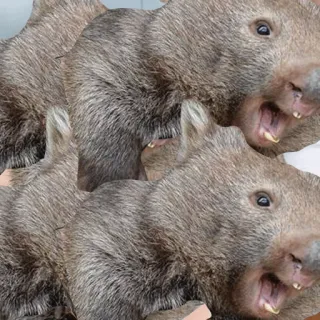 🏈 wombat, animal, marsupial, mignon, faune telegram sticker