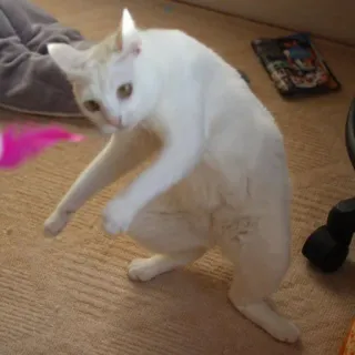 😾 猫, 面白い, 動物, 遊び心 telegram sticker