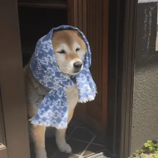 😓 chien, shiba inu, écharpe, mignon, animal, animal de compagnie whatsapp sticker