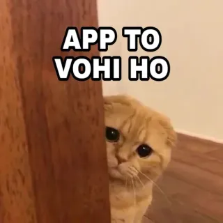 🍁 APP TO VOHI HO Katze, gucken, süß, Tier, Haustier telegram sticker