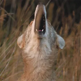 🗯 animale, fauna selvatica, mammifero, lupo, ululato, canino telegram sticker