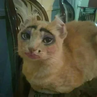 ☕️ cat, makeup, funny, animal, pet, domestic cat, meme telegram sticker