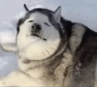 👑 dog, husky, snow, animal, winter, happy whatsapp sticker
