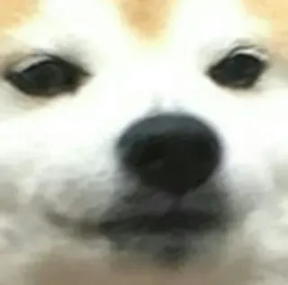 😬 chien, shiba inu, animal, mème, animal de compagnie, gros plan telegram sticker