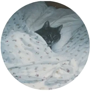 😴 gato, animal, mascota, cama, dormir telegram sticker