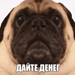 🤩 ДАЙТЕ ДЕНЕГ pug, dog, cute, begging, money telegram sticker