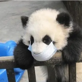 😷 panda, mask, animal, cute, bear, safety, pandemic telegram sticker
