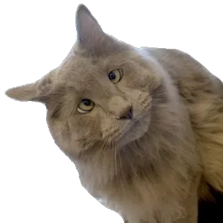 🤓 cat, pet, animal, cute, gray, head tilt telegram sticker