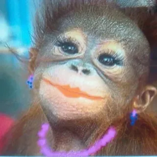 🌟 monkey, orangutan, makeup, animal, cute, funny telegram sticker