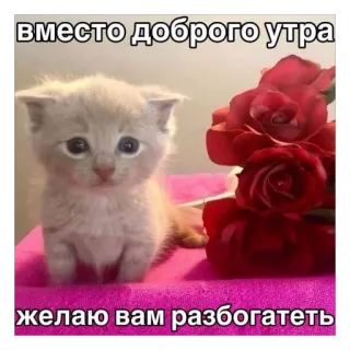 🫥 вместо доброго утра желаю вам разбогатеть cat, kitten, roses, flowers, good morning, russian telegram sticker