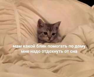 🤍 мам какой блин помогать по дому мне надо отдохнуть от сна gato, gatinho, sonolento, engraçado, cama, animal telegram sticker