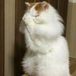 🧩 gatto, carino, animale, animale domestico, soffice, gatto bianco, gatto arancione, nascosto telegram sticker