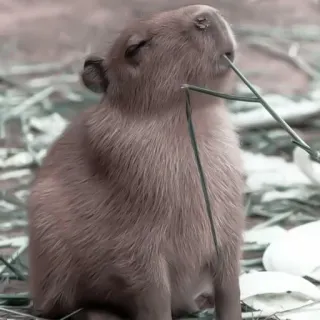 🪵 capivara, animal, roedor, fofo, vida selvagem, natureza telegram sticker