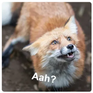 ☹️ Aah? fox, animal, wildlife, funny, meme telegram sticker