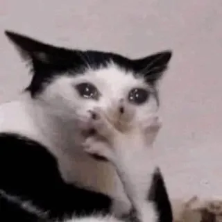 🐈 kat, huilen, verdrietig, meme, dier telegram sticker
