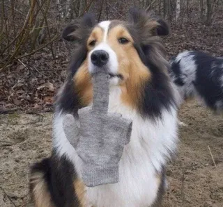 🖕 개, 가운데 손가락, 모욕적인 제스처, 무례한, 셔틀랜드 쉽독, 셸티, 웃긴 telegram sticker