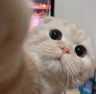 🥰 Katze, süß, Haustier, Tier, Katzenartig, Augen, zahm telegram sticker