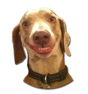 😛 dog, weimaraner, animal, pet, sticker telegram sticker