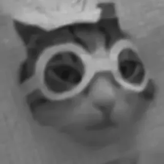 🐈‍⬛️ кот, животное, очки, наклейка, питомец, пилот telegram sticker